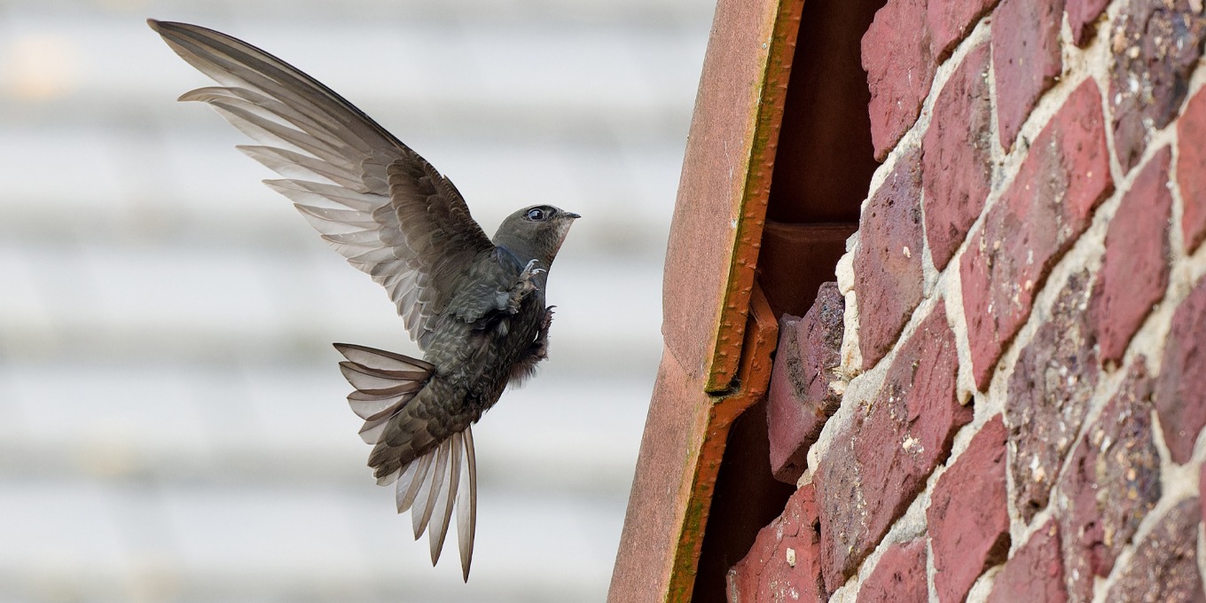 Les oiseaux disparaissent de nos villes… il est encore temps d’agir !